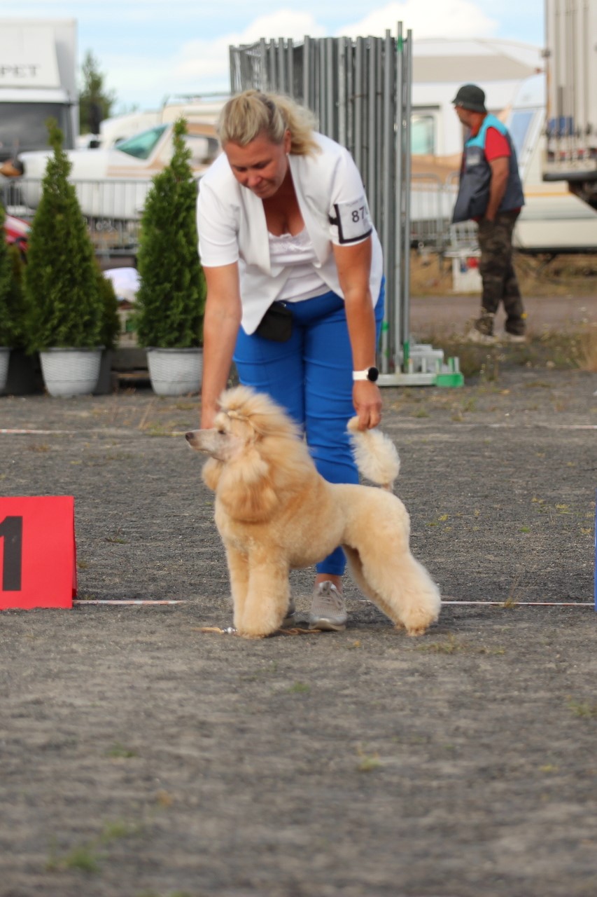 Uutiset/News 2022- :: Greyfun's Kennel