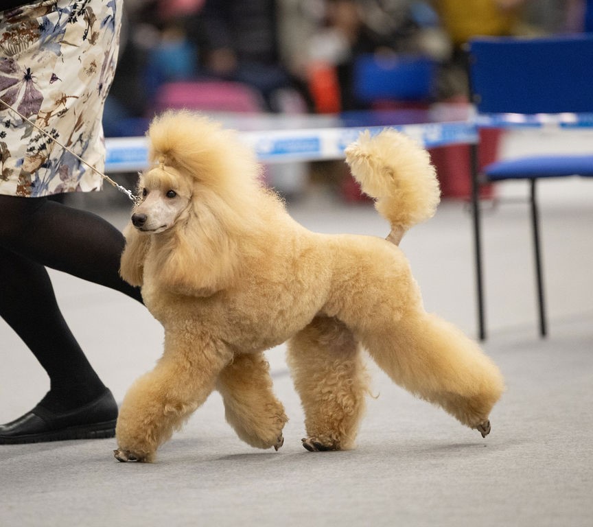 kuva @rasannepoodles