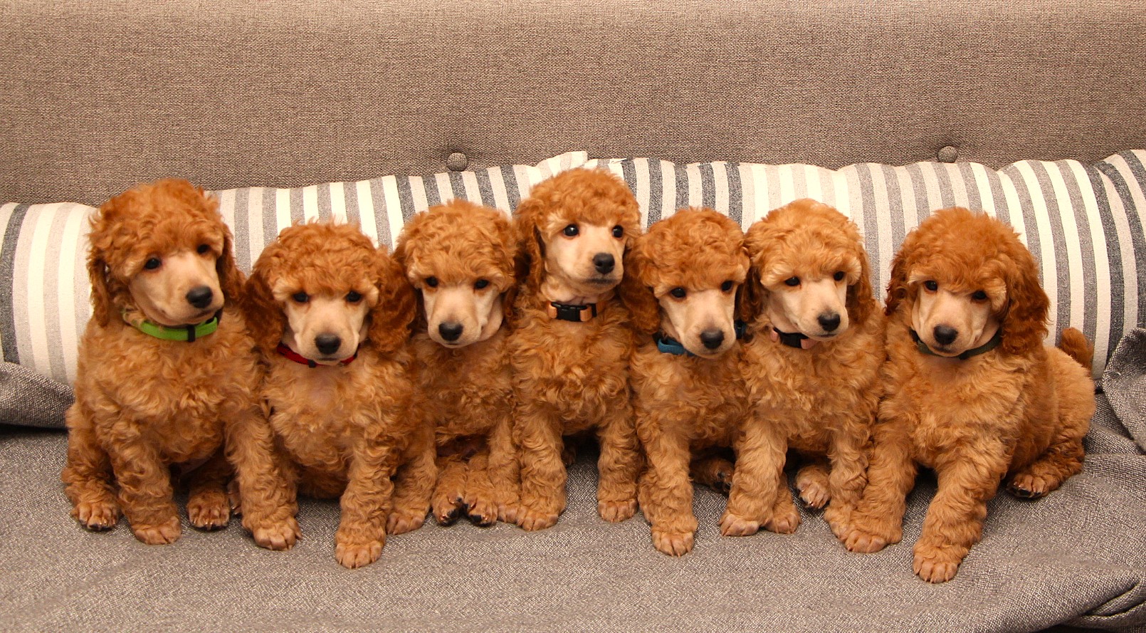 Heppu, Käpy, Pyry, Tofu, Oiva, Lempi, Juno